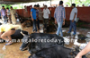 Cattle smuggling vehicle seized after it runs amok at Bejai